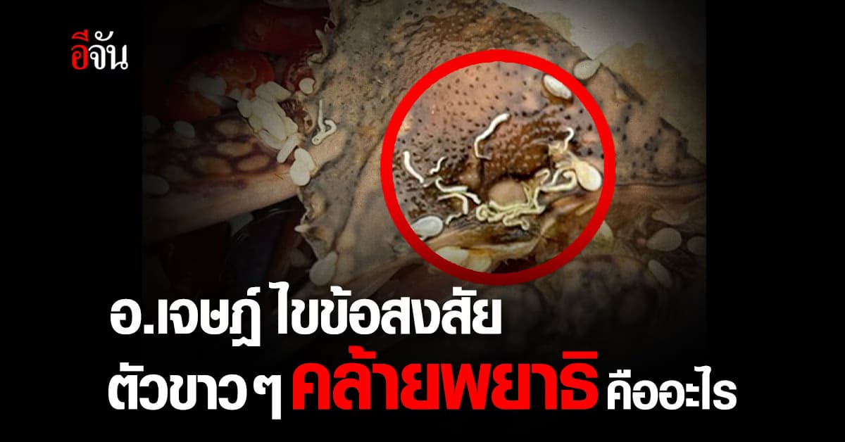 อ.เจษฎ์ ไขข้อสงสัย ตัวขาวๆ คล้ายพยาธิคืออะไร อันตรายมั้ย?