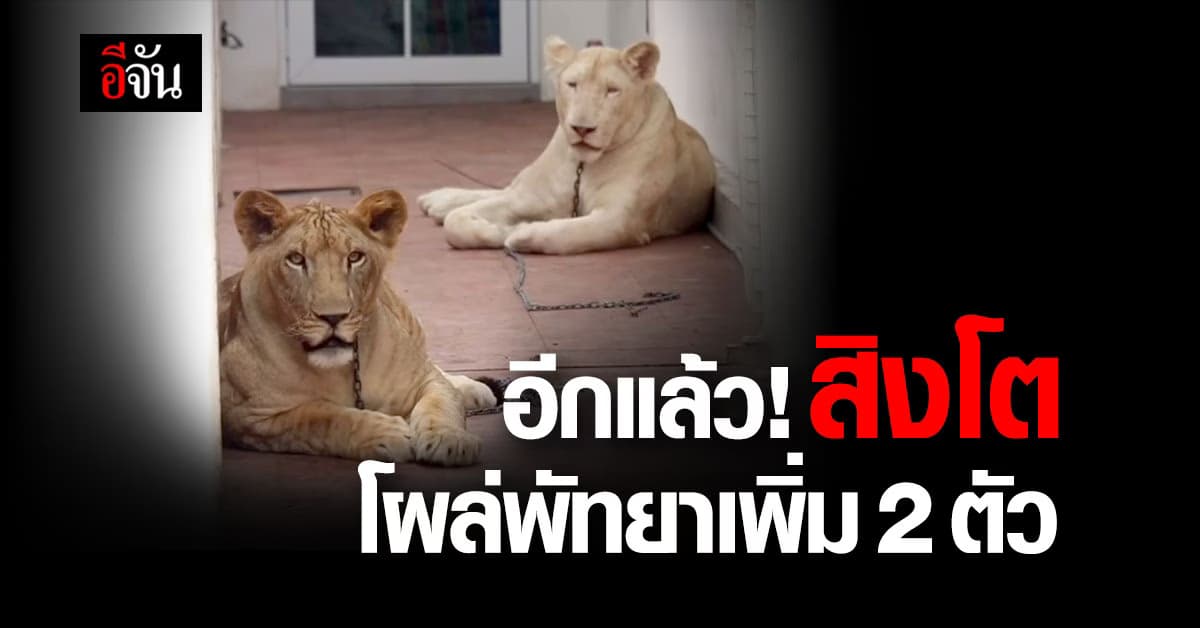 อีกแล้ว! สิงโตโผล่พัทยาเพิ่ม 2 ตัว ชาวบ้านวอนเจ้าหน้าที่เร่งตรวจสอบ