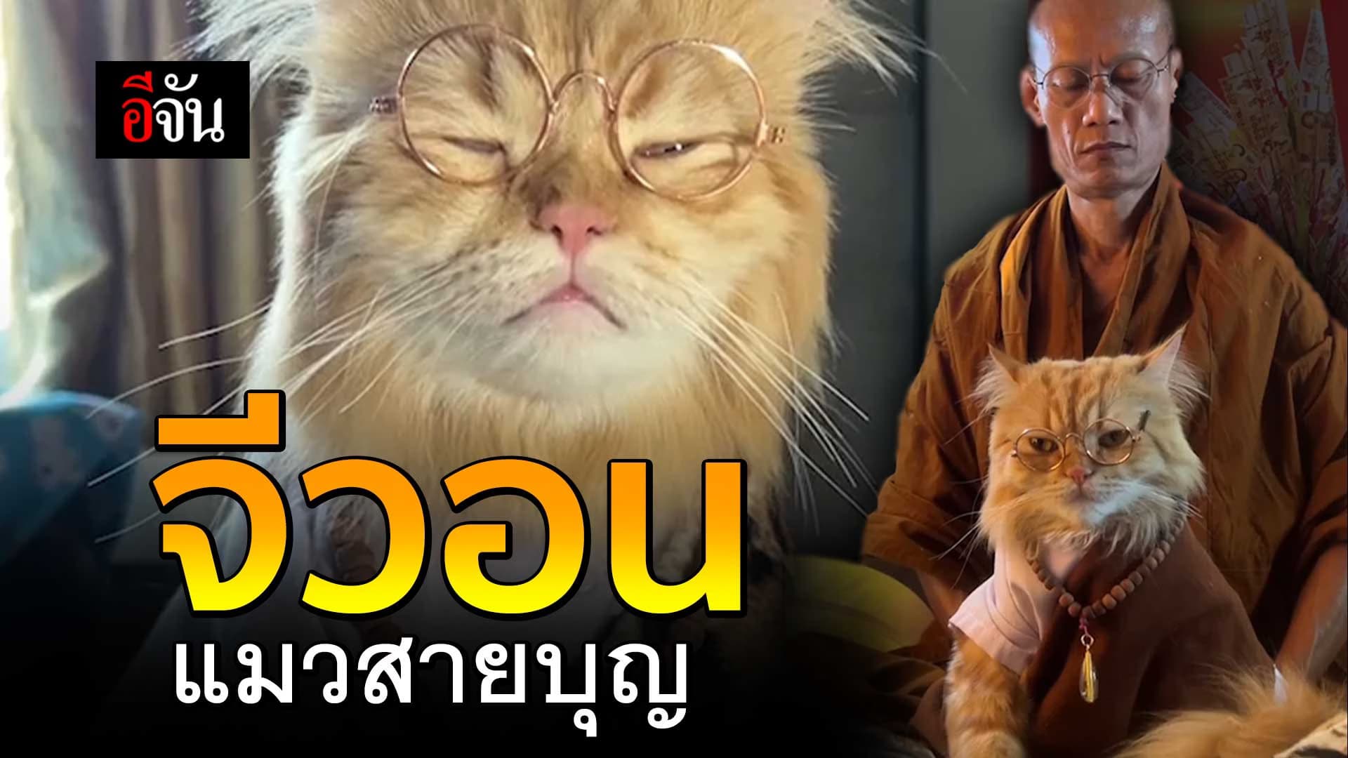 🎬 “จีวอน” แมววัดสายธรรม ขวัญใจชาวเน็ต
