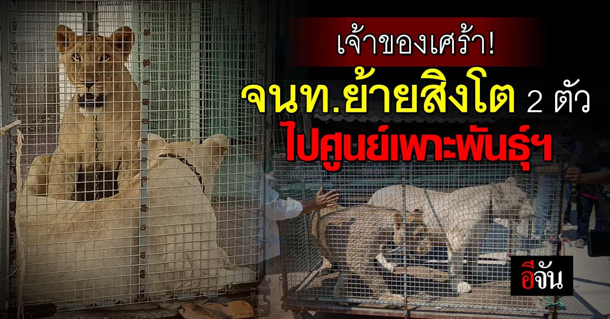 เจ้าของเศร้า! จนท.เคลื่อนย้ายสิงโต 2 ตัว ไปศูนย์เพาะพันธุ์ฯ