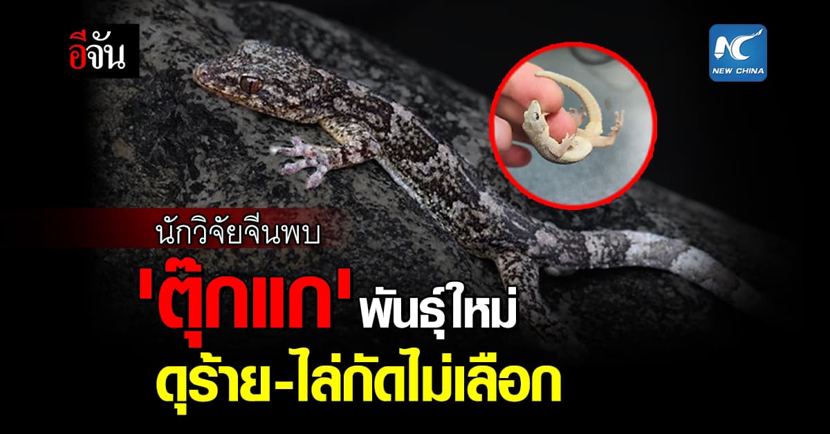 จีนพบ ‘ตุ๊กแก’ พันธุ์ใหม่ ดุร้าย-ไล่กัดไม่เลือก นิ้วนักวิจัยยังไม่เว้น