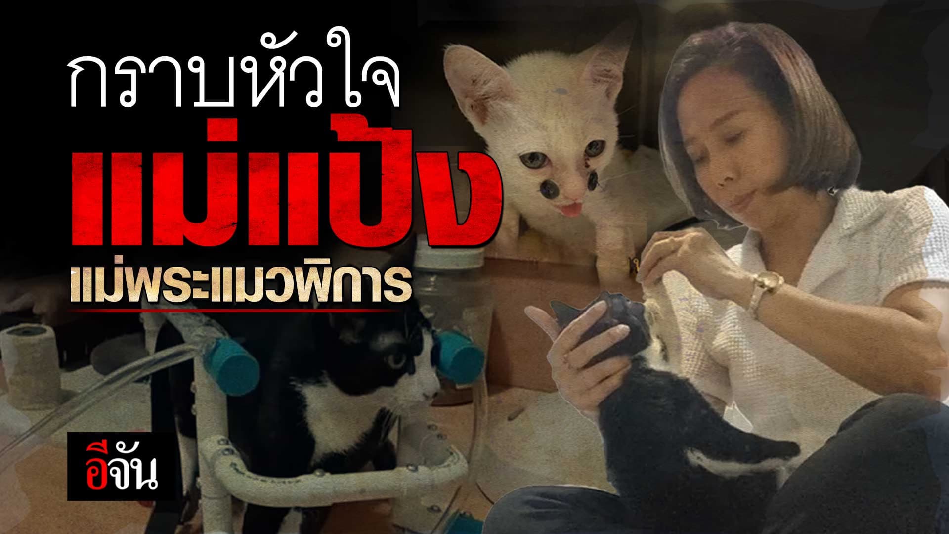 🎬 แม่แป้ง แม่พระแมวพิการ รับเลี้ยงเฉพาะแมวป่วย