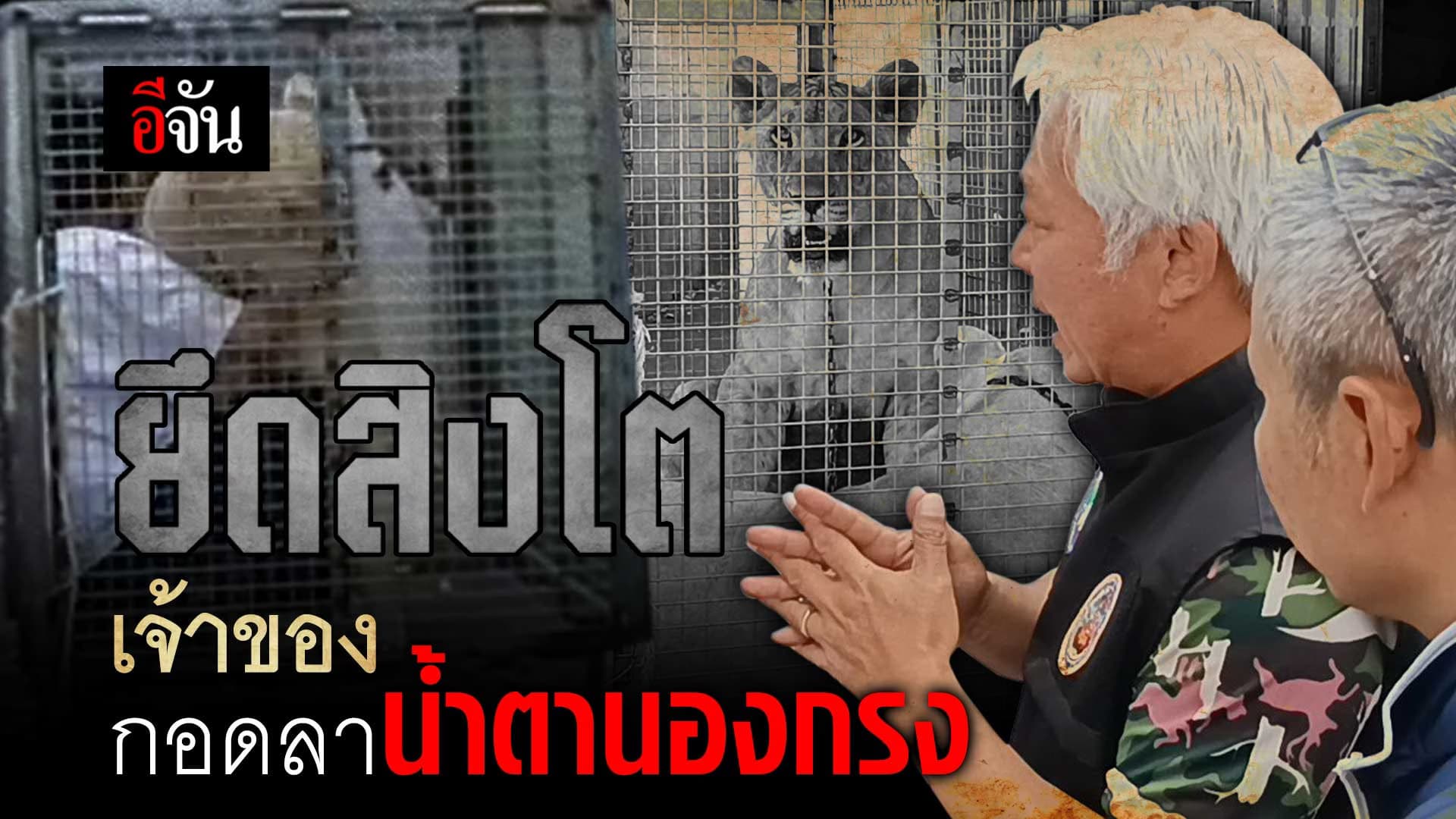 🎬 กรมอุทยานฯ ร่วมกับตำรวจ ถือหมายค้น ยึดสิงโต 2 ตัว