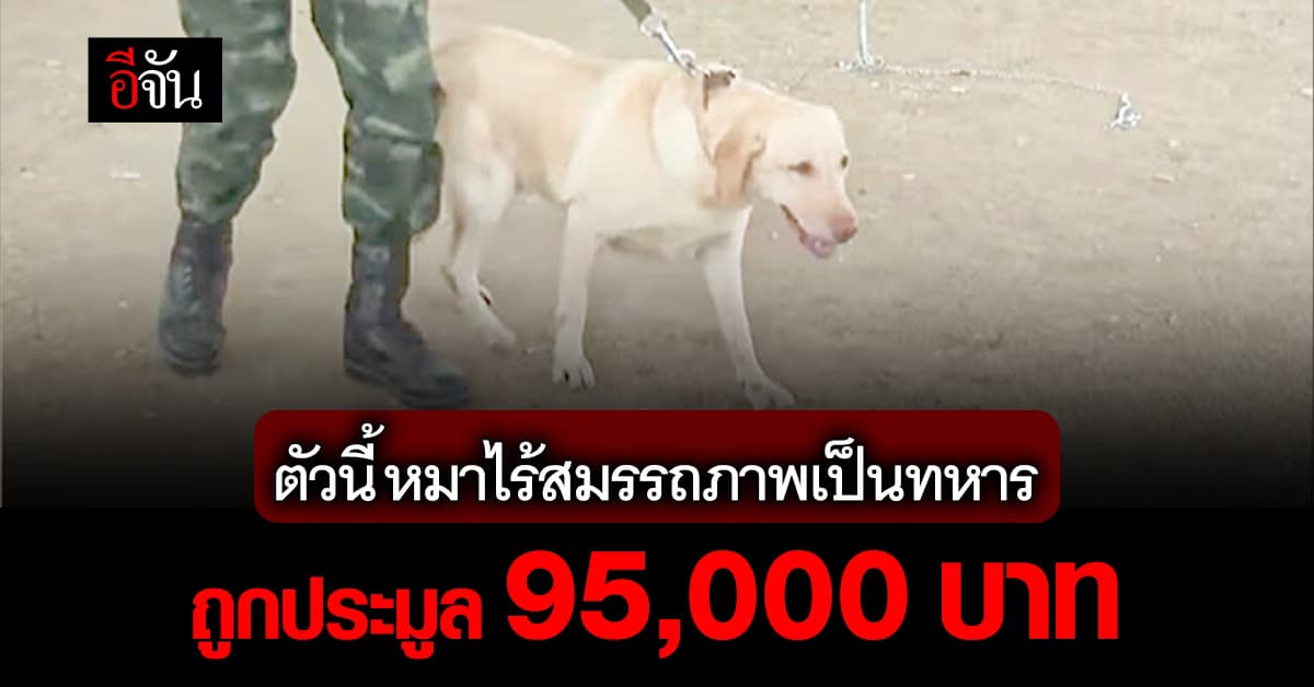 ประมูลหมาไร้สมรรถภาพเป็นทหาร น้องลีแอน ลาบราดอร์ ราคาสูงสุด 95,000 บาท