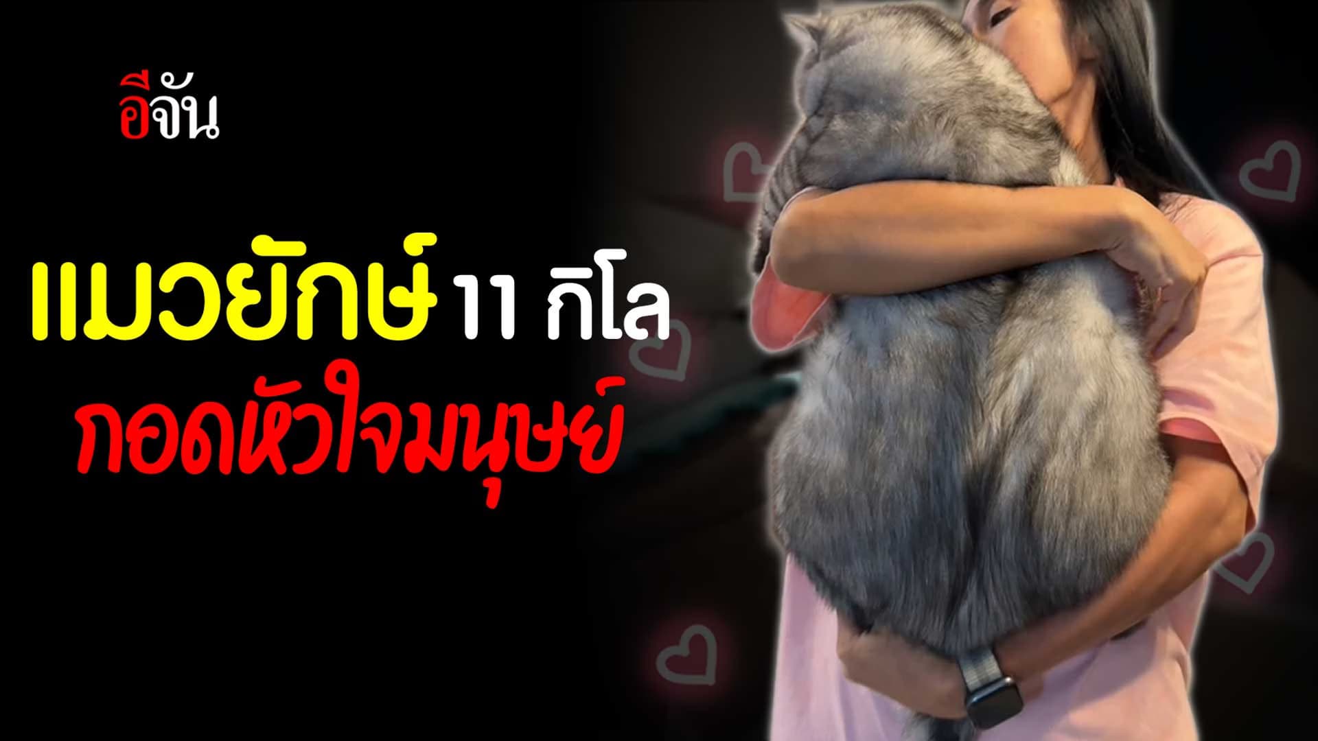 🎬 แมว 11 กิโล ทำให้ชีวิตเจ้าของมีความหมาย