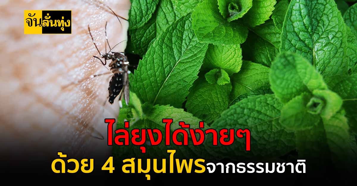4 สมุนไพรที่ช่วยไล่ยุง แบบปลอดภัย ไร้สารพิษ หาได้ตามธรรมชาติ