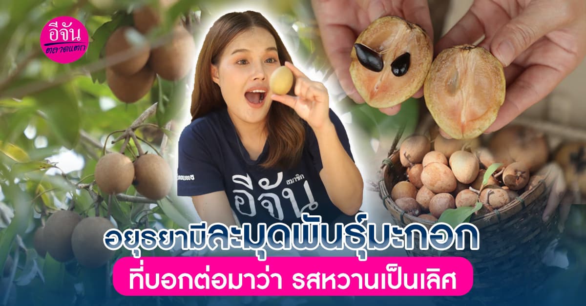 บุกอยุธยาตามหา “ละมุดโบราณ” ที่ได้รับการบอกต่อมาว่า รสหวานเป็นเลิศ