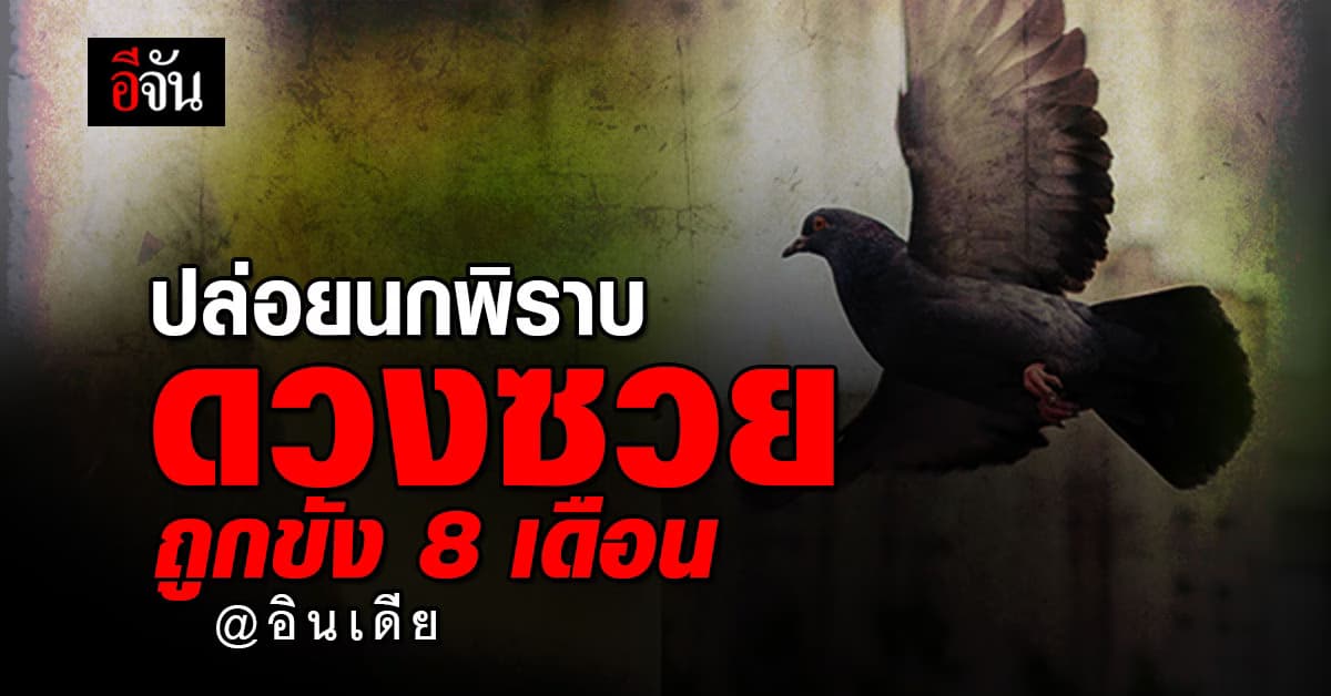 อินเดียปล่อยนกพิราบเป็นอิสระ หลังถูกขัง 8 เดือน คิดว่าเป็นสายลับ