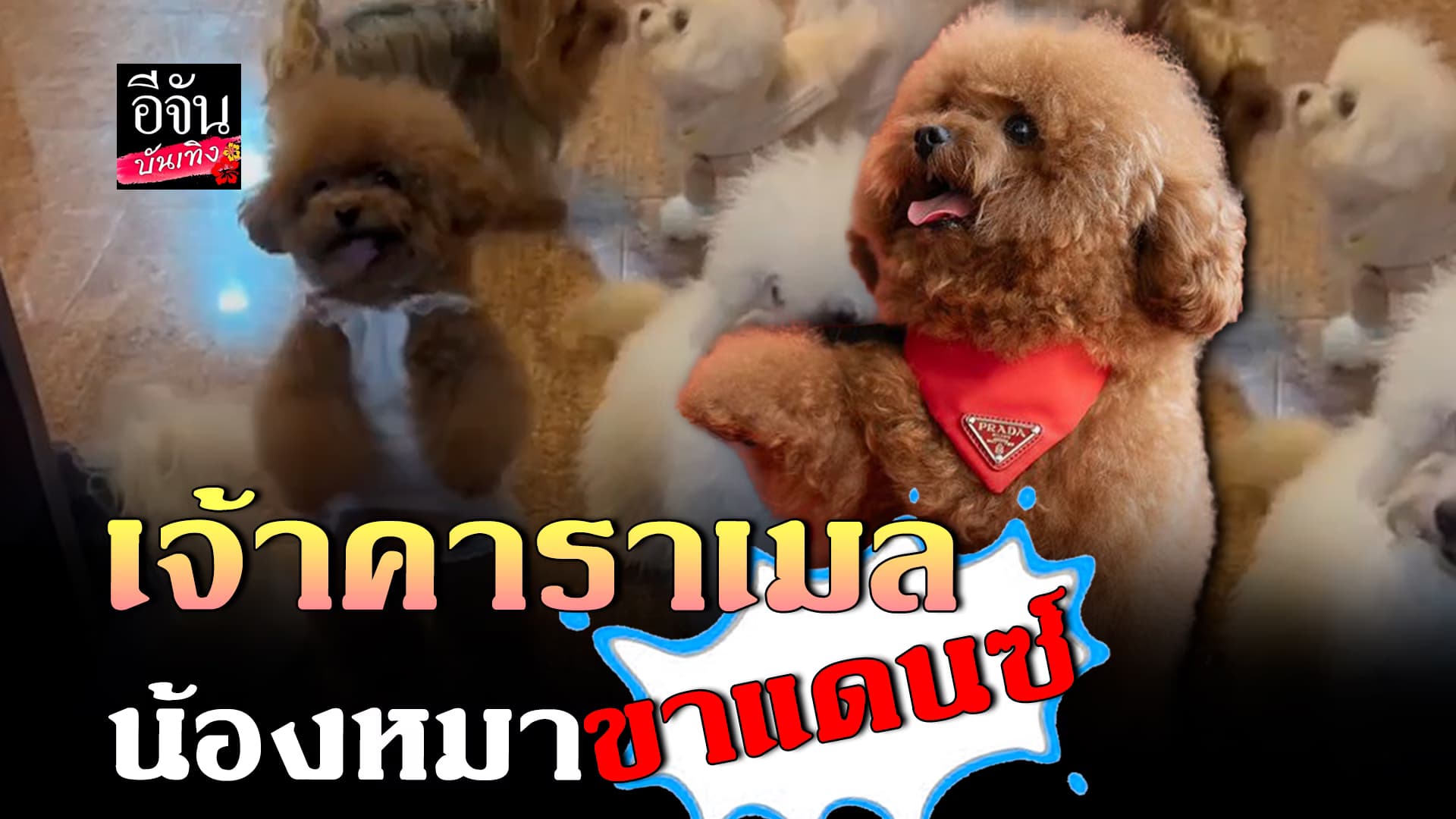 🎬 คลิปบันเทิง: น่ารักมาก เจ้าคาราเมล น้องหมาขาแดนซ์ตัวน้อย