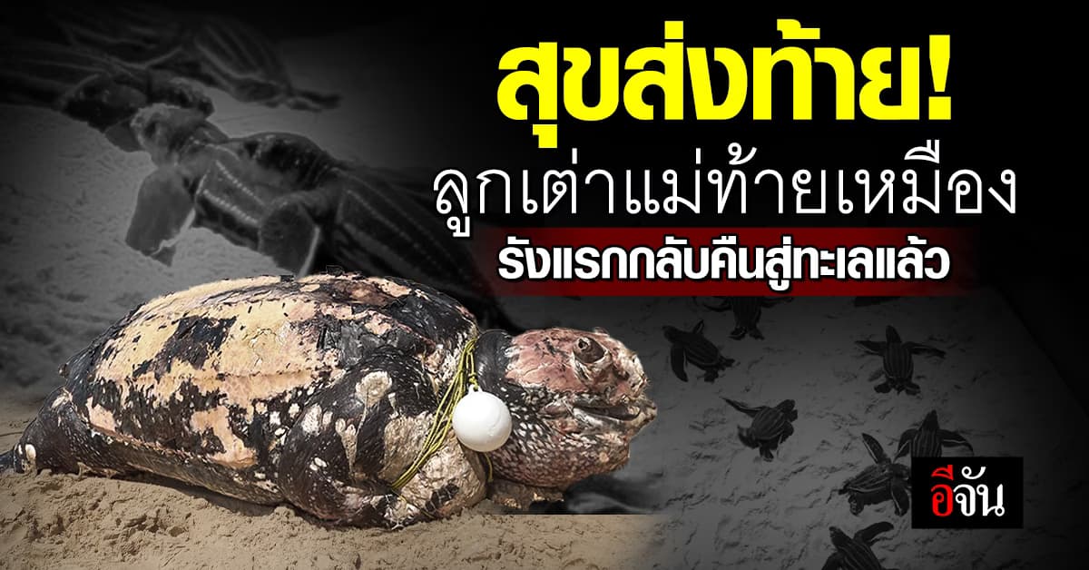 “สุขส่งท้าย” ลูกของแม่ท้ายเหมือง ลูกเต่ามะเฟืองรังแรกกลับคืนสู่ทะเลแล้ว