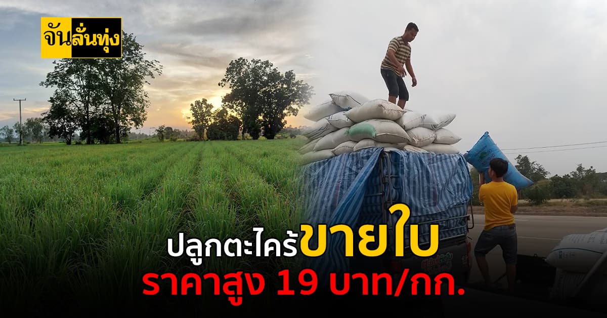 เคล็ด(ไม่)ลับ เทคนิคปลูกตะไคร้ขายใบ สร้างรายได้ดีจริง