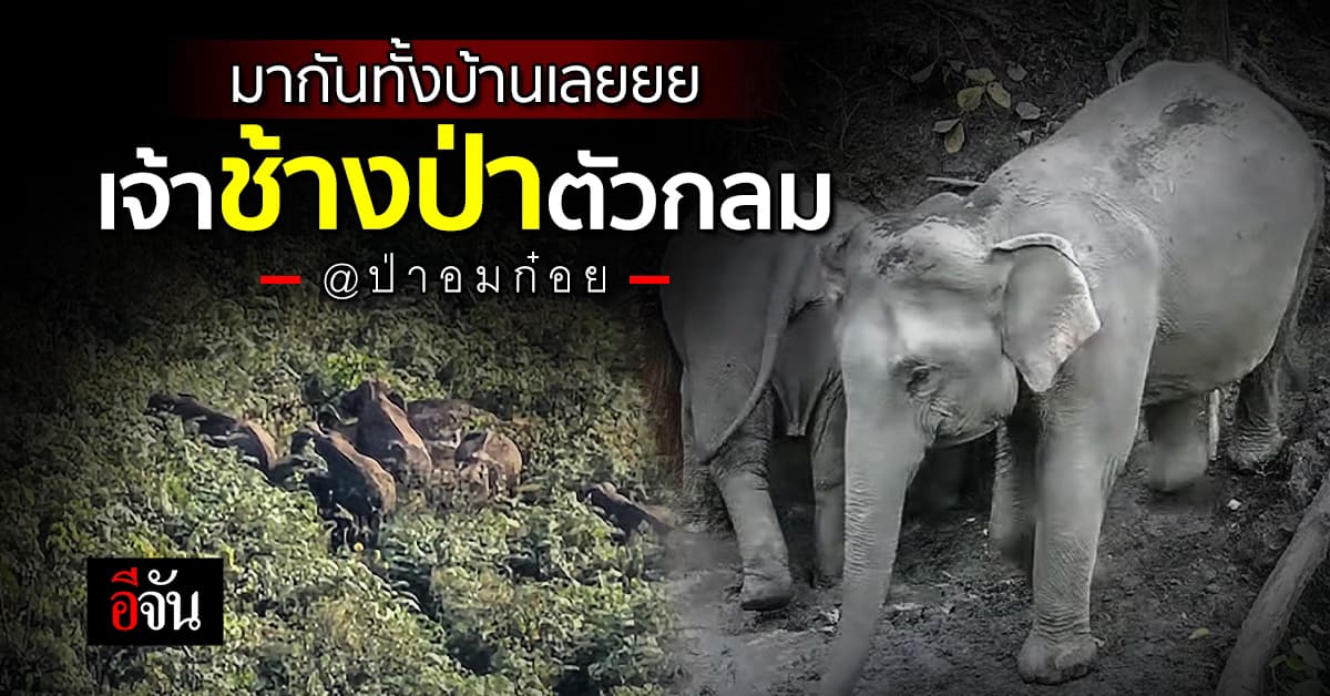 เปิดภาพน่ารัก ช้างป่า ตัวอ้วนกลมกว่า 10 ตัว และสัตว์หายากอื่นๆ ออกหากิน กลางป่าอมก๋อย