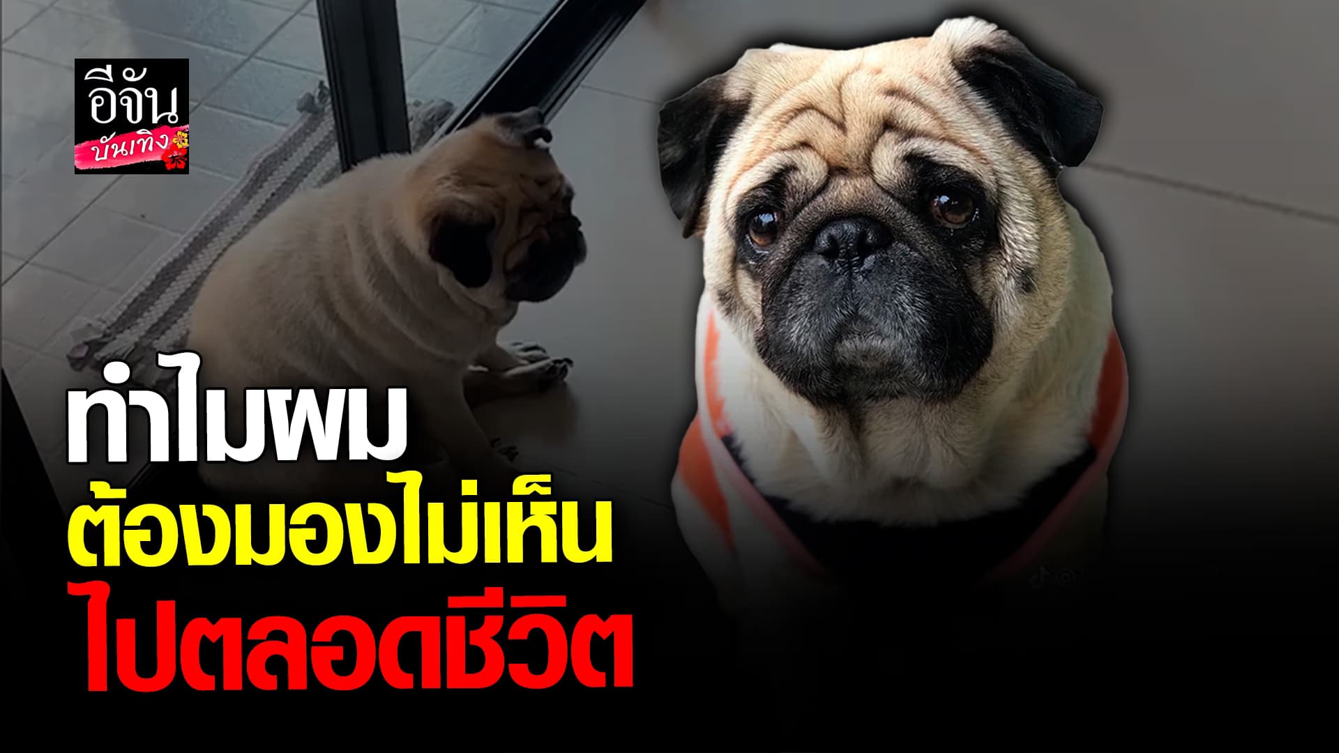 🎬 คลิปบันเทิง: เจ้าลัคกี้ สุนัขที่น่าสงสาร สูญเสียการมองเห็นโดยไม่ทันตั้งตัว