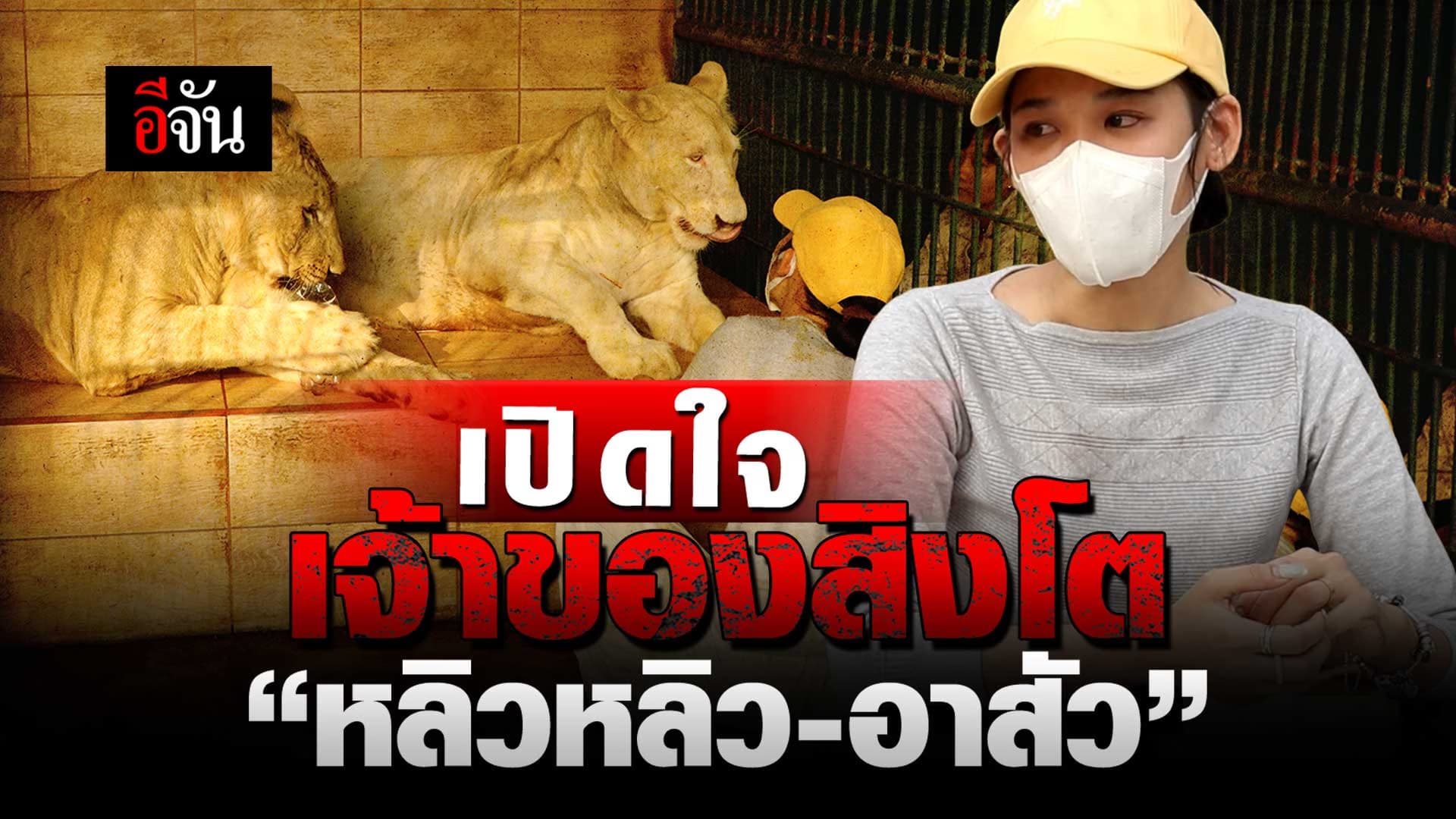 🎬 เปิดใจเจ้าของสิงโต “หลิวหลิว-อาสัว”