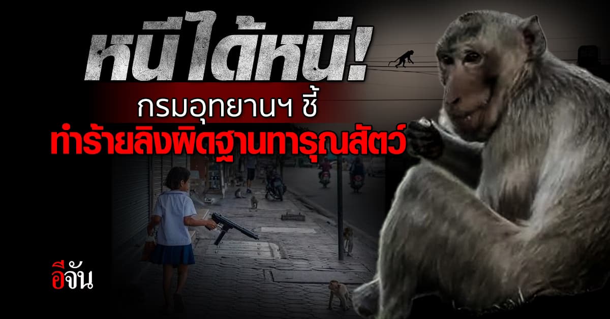 กรมอุทยานฯ ชี้ ลิงทำร้ายคนไม่ผิด แต่คนทำร้ายลิงผิดฐานทารุณสัตว์