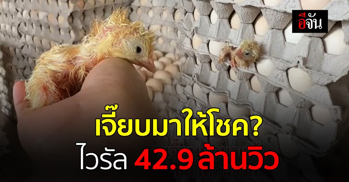 คอมเมนต์คึกคัก! คลิปไวรัล 42.9 ล้านวิว ลูกเจี๊ยบมาให้โชค?