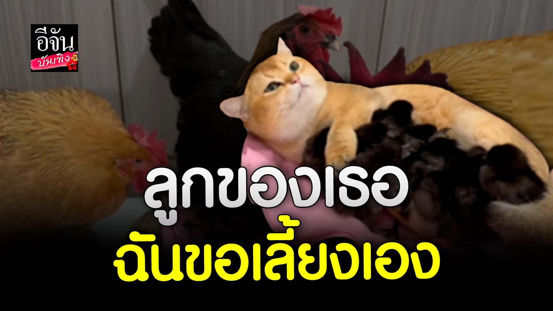 🎬 คลิปบันเทิง: ตะมุตะมิ! สวมบท แม่แมว ช่วยนอนกก ลูกเจี๊ยบ น่ารักเกินปุยมุ้ย