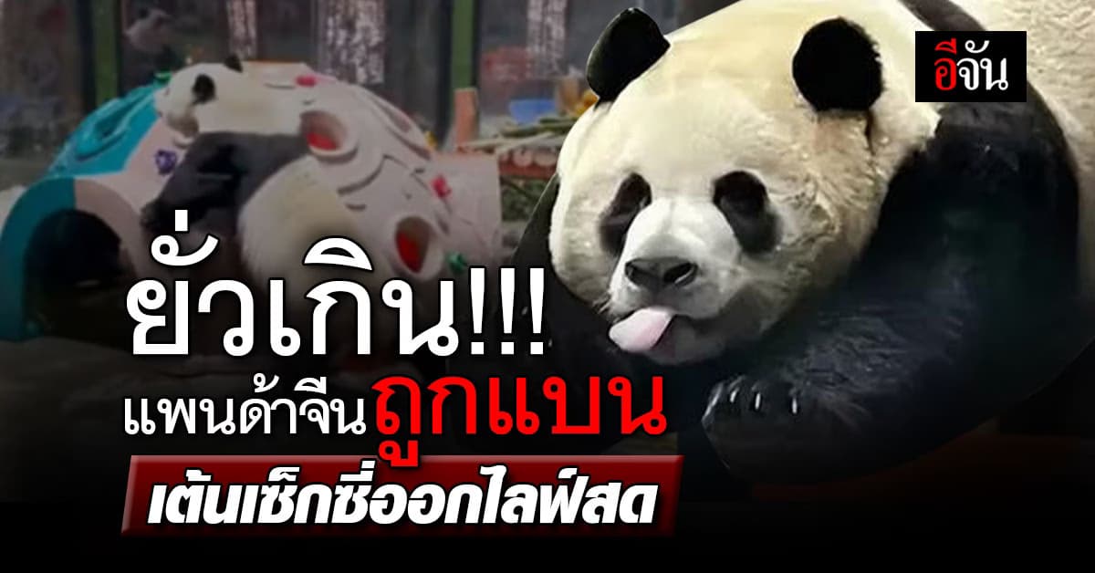 เซ็กซี่เกินไปหน่อย แพนด้าโดนแบน หลังเต้นยั่วท่าทเวิร์กออกไลฟ์สด