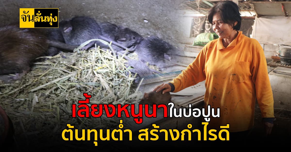 ปิ๊งไอเดีย! เลี้ยงหนูนาในบ่อซีเมนต์ เลี้ยงง่าย โตเร็ว และต้นทุนต่ำ