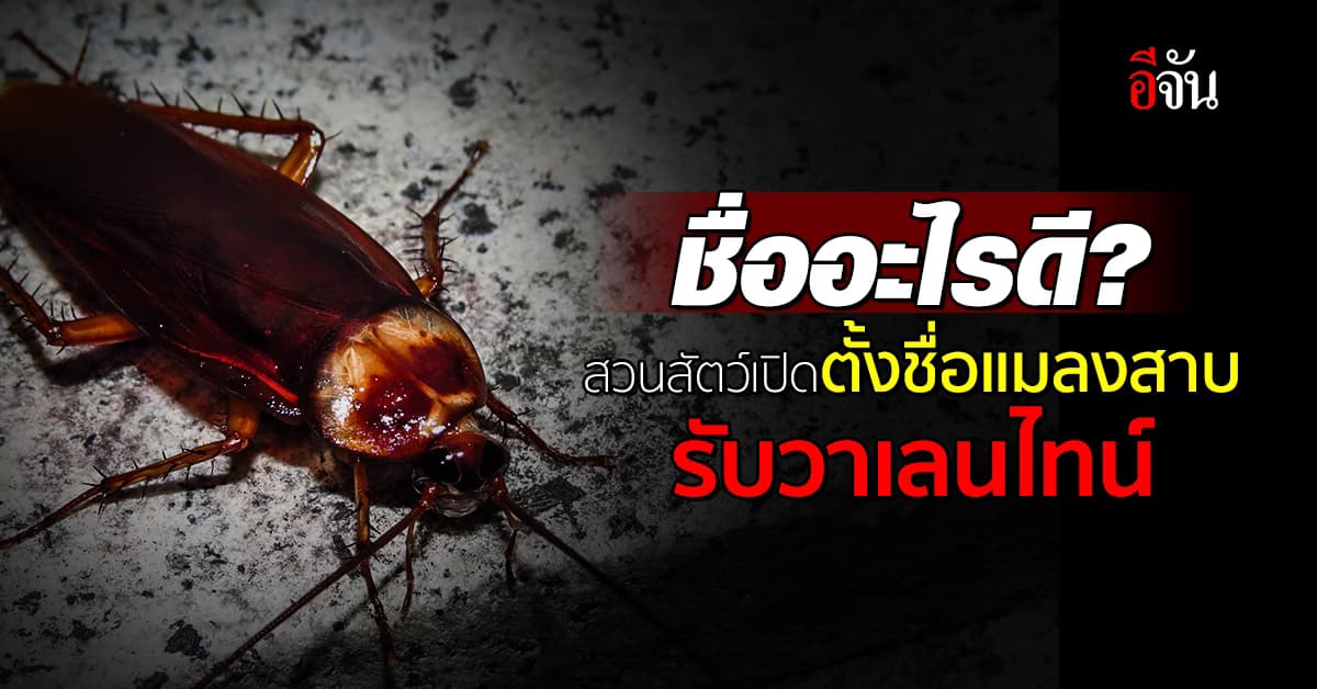 ชื่ออะไรดี? สวนสัตว์มะกัน เปิดตั้งชื่อแมลงสาบ รับวาเลนไทน์