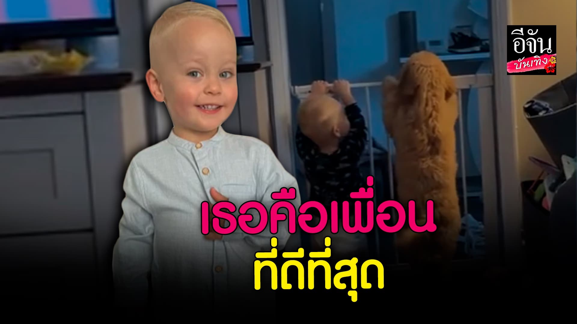 🎬 คลิปบันเทิง: ใจฟู! เอ็นดูไม่ไหว หนูน้อยๆ-น้องหมา เพื่อนรักที่ดีที่สุด