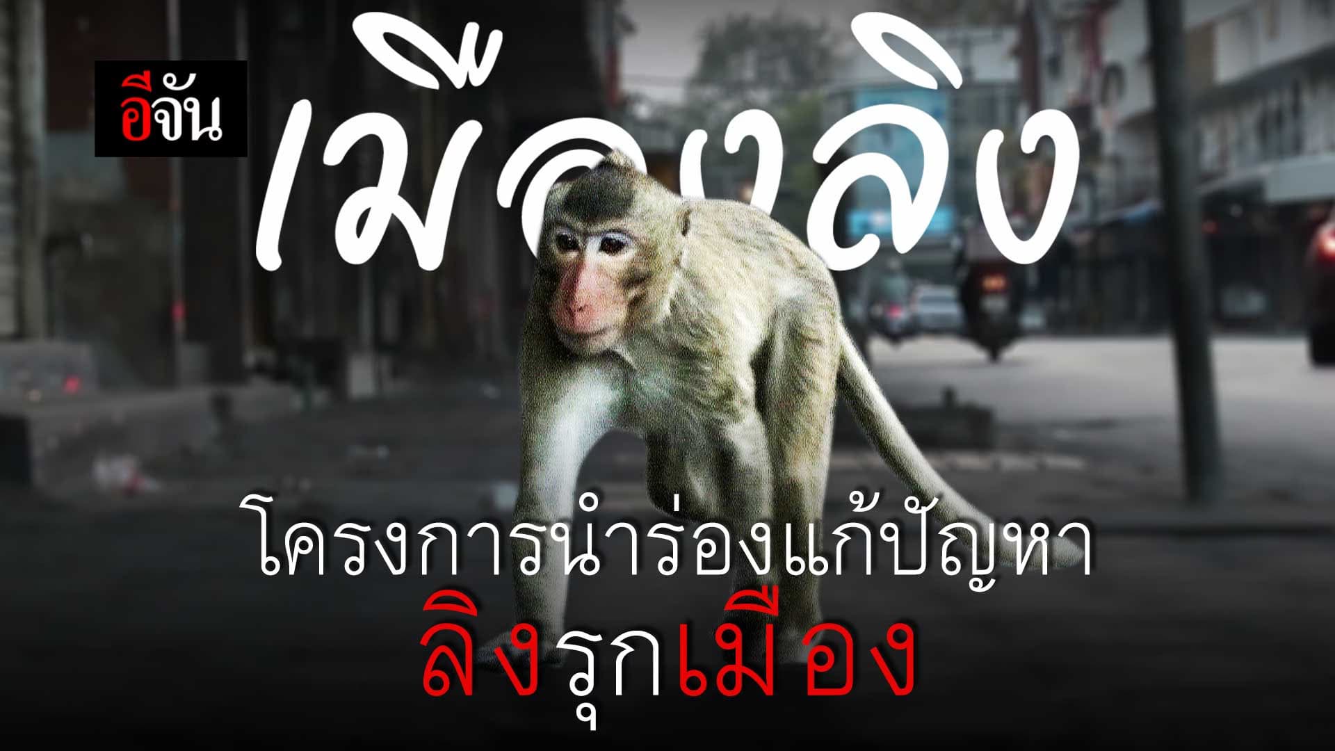 🎬 “เมืองลิง” แห่งวัดพระบาทน้ำพุ แก้ปัญหาวิกฤต ลิงลพบุรี