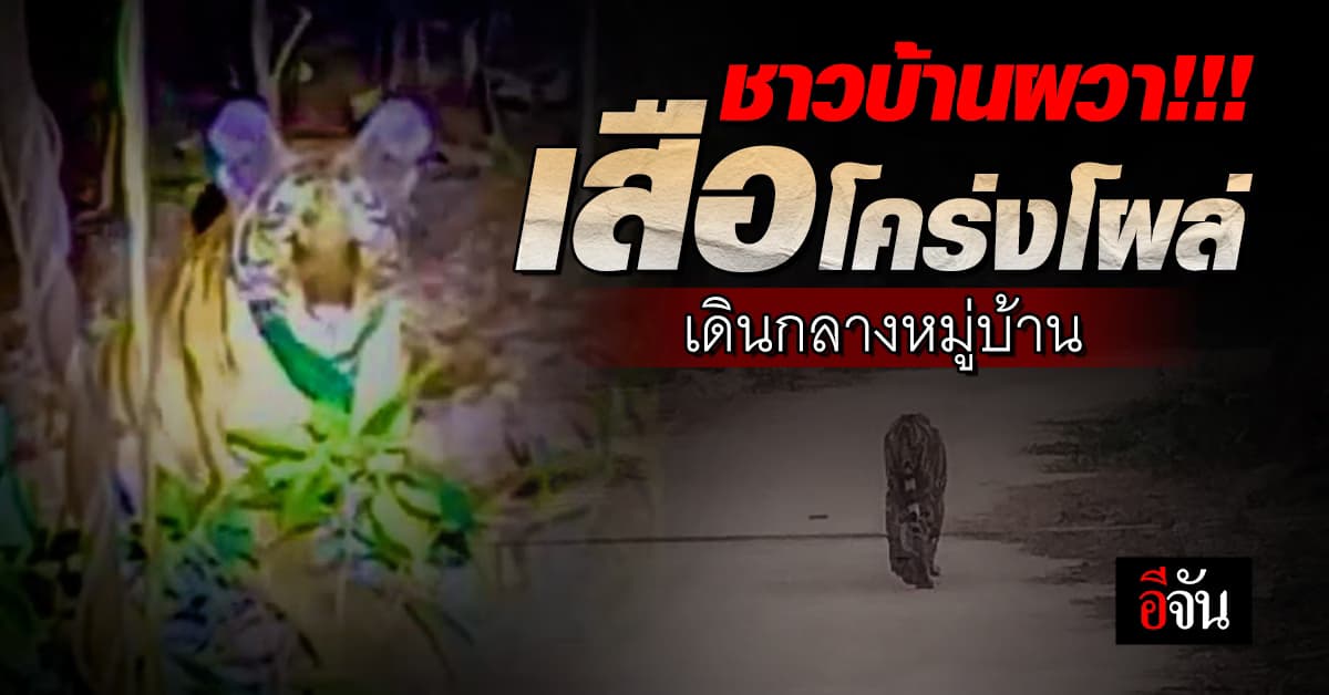 ชาวบ้านผวา เสือโคร่งผอมโซ โผล่เดินกลางหมู่บ้าน จนท. เร่งค้นหา 