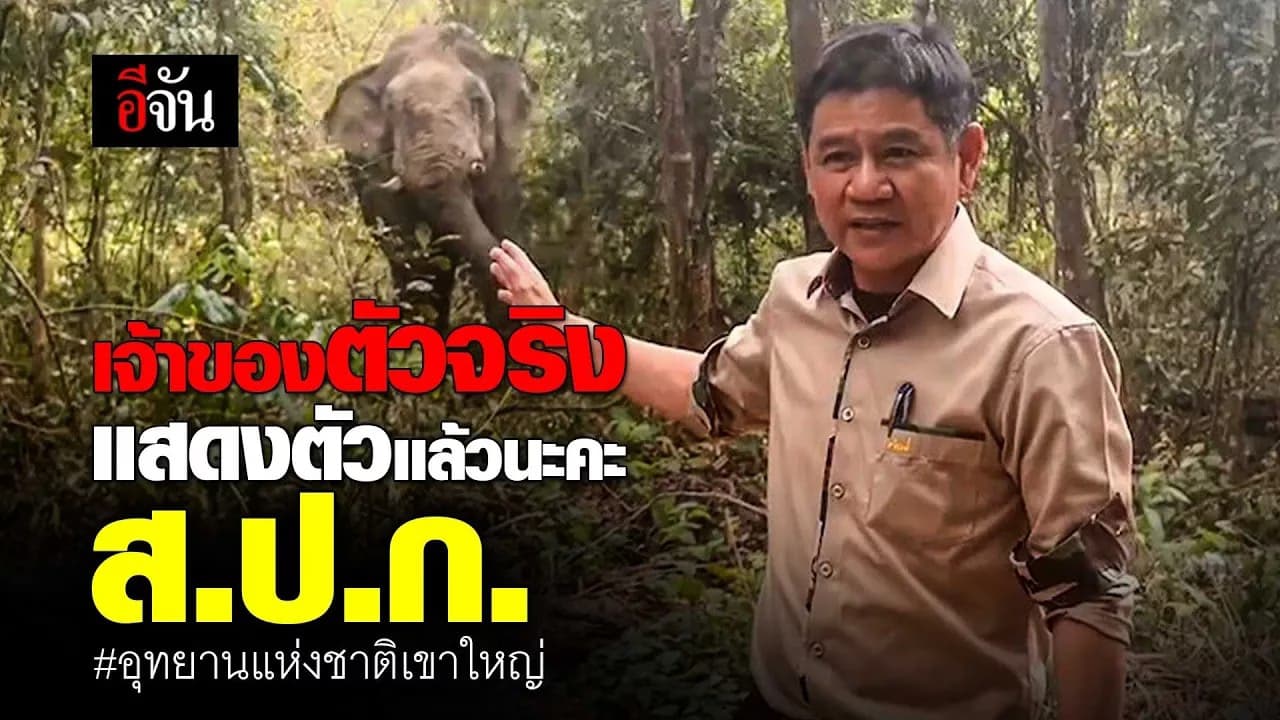 🎬 พี่ด้วน ช้างป่าเขาใหญ่ ออกมาโชว์ตัวขณะที่ ส.ป.ก.ตรวจสอบที่มาที่ไป