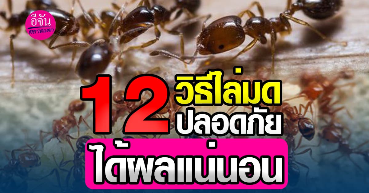 ทริคง่าย ๆ ที่ทำได้จริง 12 วิธีกำจัดมดภายในบ้านปลอดภัยและได้ผลแน่นอน