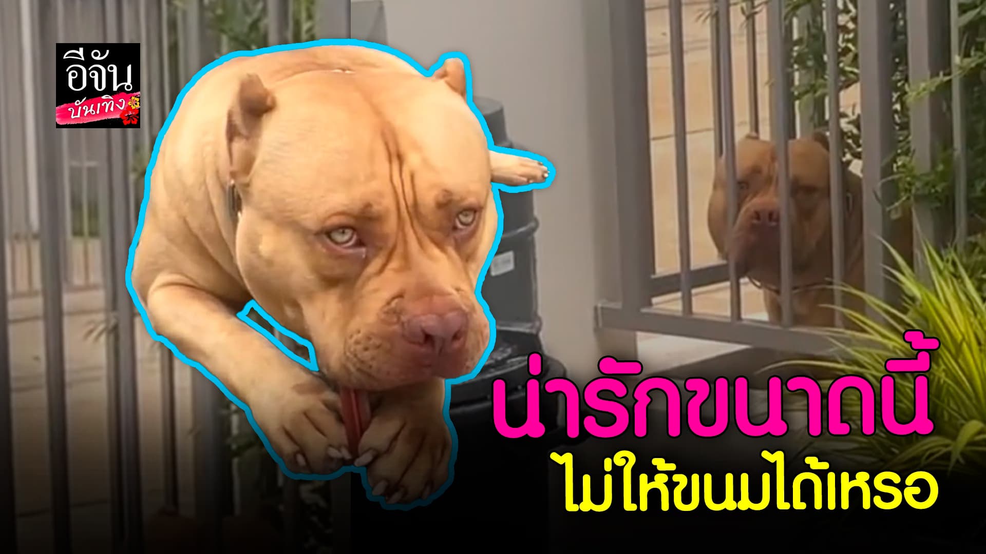🎬 คลิปบันเทิง: เจอเพื่อนบ้านแบบนี้ หลงรักไม่ไหว ตุ๊ดตู่ – น้องต๊อด ขอขนมกินทุกวัน