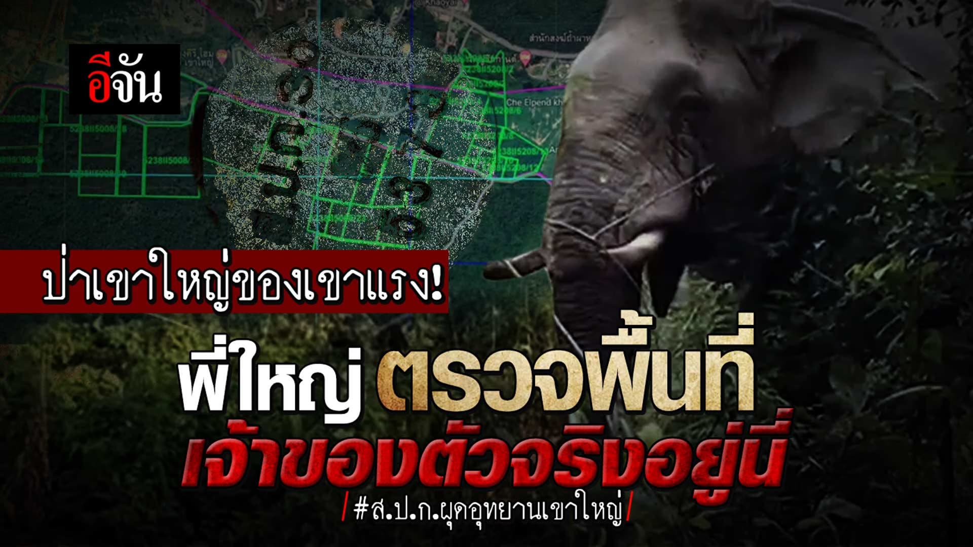 🎬 ช้างป่าเขาใหญ่ ของเขาแรง! พี่ใหญ่ตรวจพื้นที่ เจ้าของตัวจริงอยู่นี่