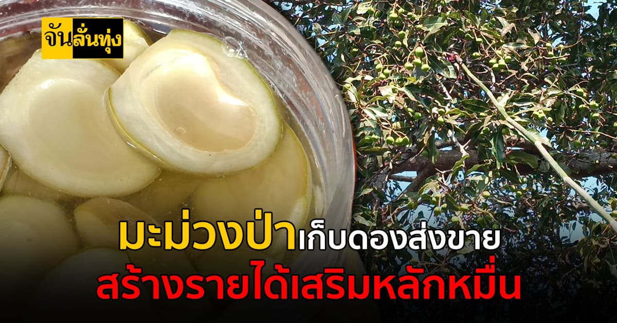 จากมะม่วงป่าตามไร่นา สู่มะม่วงดอง ที่ทำสร้างรายได้อย่างเจ๋ง!