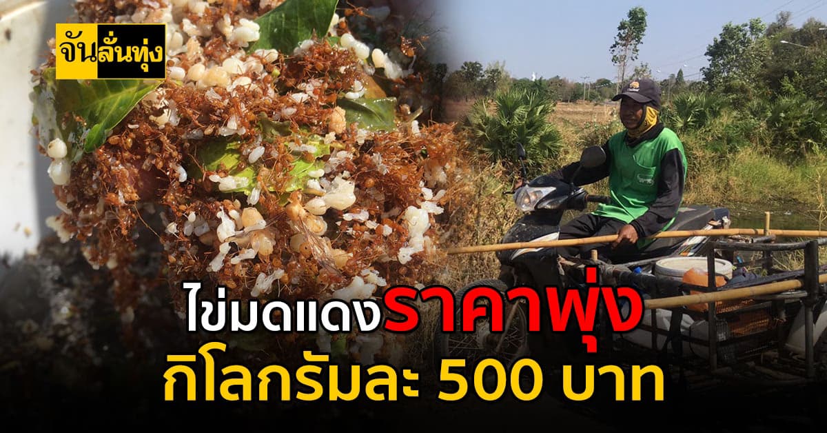 อากาศร้อนจัดทำไข่มดแดงราคาพุ่ง กิโลกรัม 500 บาท