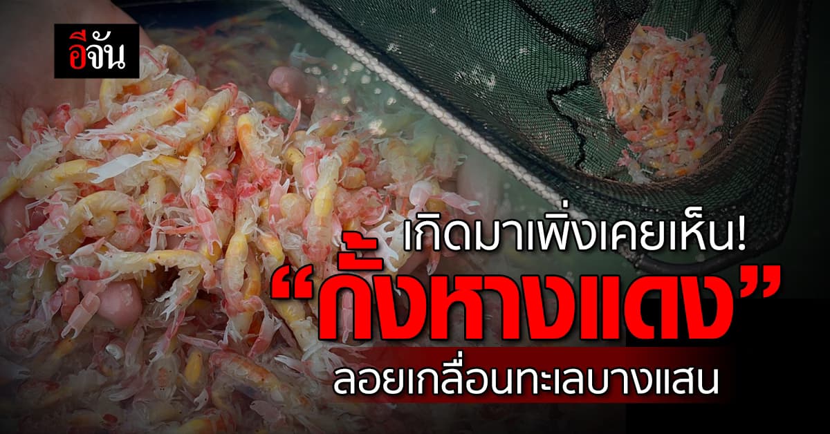 เกิดมาเพิ่งเคยเห็น! “กั้งหางแดง” ลอยเกลื่อนทะเลบางแสน