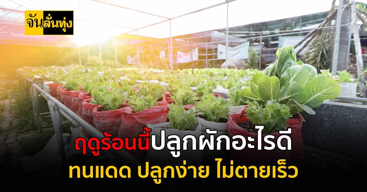 ฤดูร้อนปลูกผักอะไรดี พร้อมเทคนิคปลูกผักหน้าร้อนอย่างไรไม่ให้ตาย