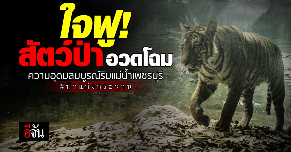 ชื่นใจ! เผยภาพเหล่าสัตว์ป่า ตอกย้ำความอุดมสมบูรณ์ในผืนป่าไทย อช.แก่งกระจาน