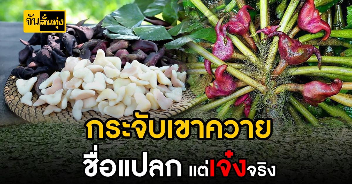 กระจับเขาควาย พืชชื่อแปลกแต่มีประโยชน์ เป็นยาก็ได้ทำอาหารก็อร่อย