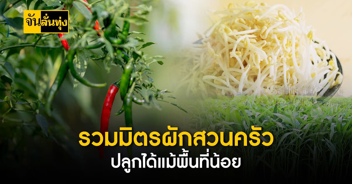 ผักสวนครัวปลูกได้ง่ายๆ แม้มีพื้นที่น้อย