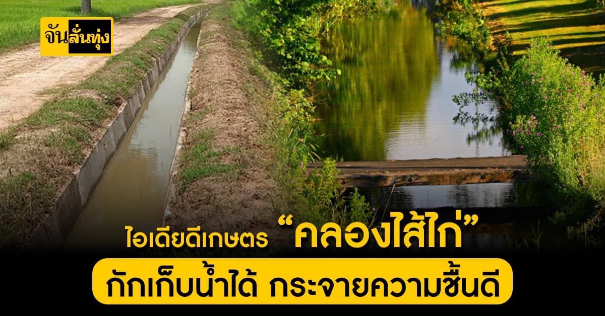 ขุดคลองไส้ไก่ กักเก็บน้ำได้กระจายความชื้นดี เกษตรกรนิยมทำ