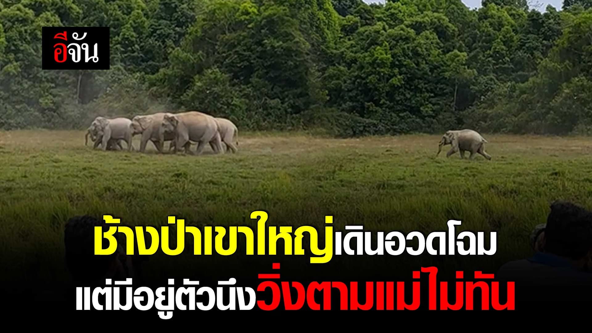 🎬 ช้างป่าเขาใหญ่ เดินอวดโฉม แต่มีอยู่ตัวนึงวิ่งตามแม่ไม่ทัน