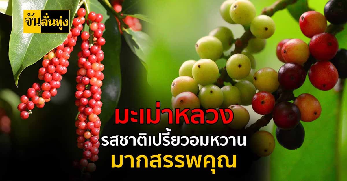 มะเม่าหลวง รสชาติเปรี้ยวหวาน กินเป็นยาก็ได้กินบำรุงก็ดี