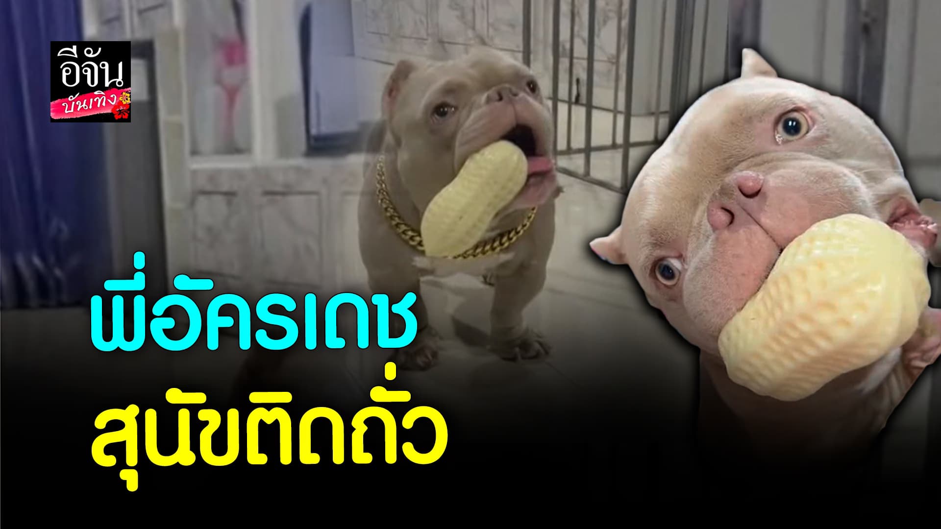 🎬 คลิปบันเทิง: ความน่ารักของ พี่อัครเดช สุนัขติดถั่ว
