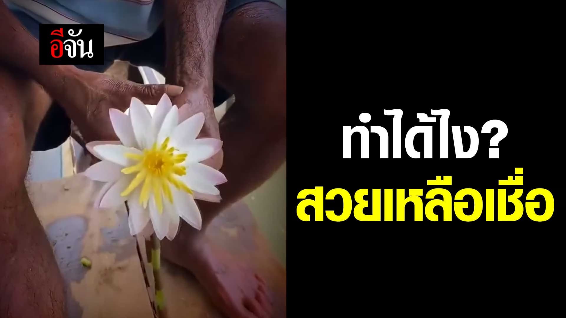 🎬 คุณลุงโชว์เทคนิค ทำดอกบัวธรรมดา ให้คนดูร้อง้วาว