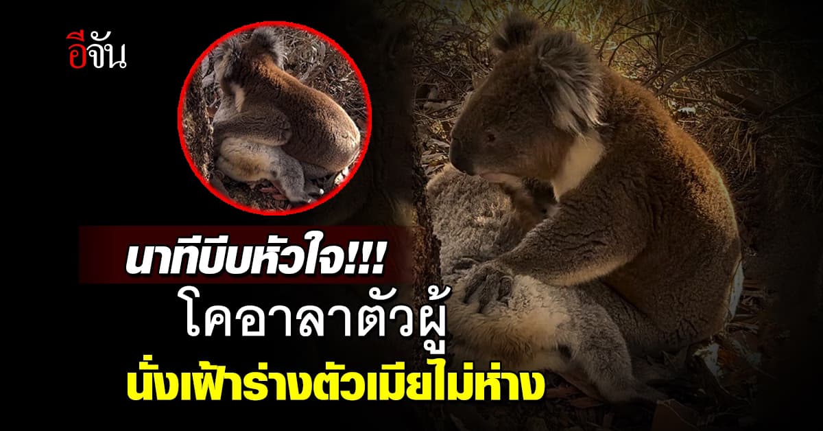 สุดสะเทือนใจ!!! โคอาลาตัวผู้เศร้า นั่งเฝ้าร่างตัวเมีย คาดตกต้นไม้ตาย