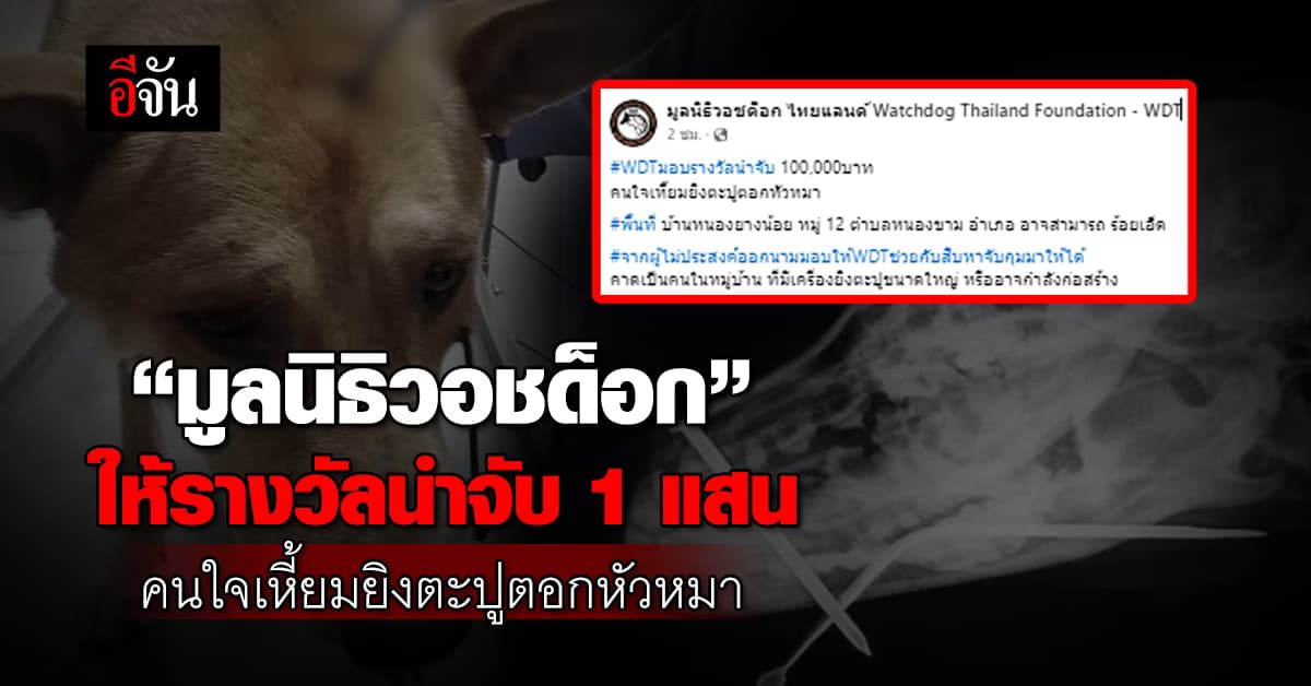 “มูลนิธิวอชด็อก” ให้รางวัลนำจับ 1 แสน คนใจเหี้ยมยิงตะปูตอกหัวหมา