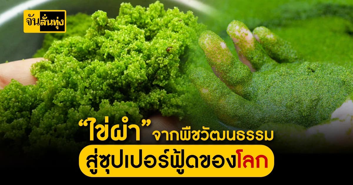 “ไข่ผำ”จากวัตถุดิบพื้นบ้านของไทย โปรตีนสูง สู่ซุปเปอร์ฟู้ดของโลก