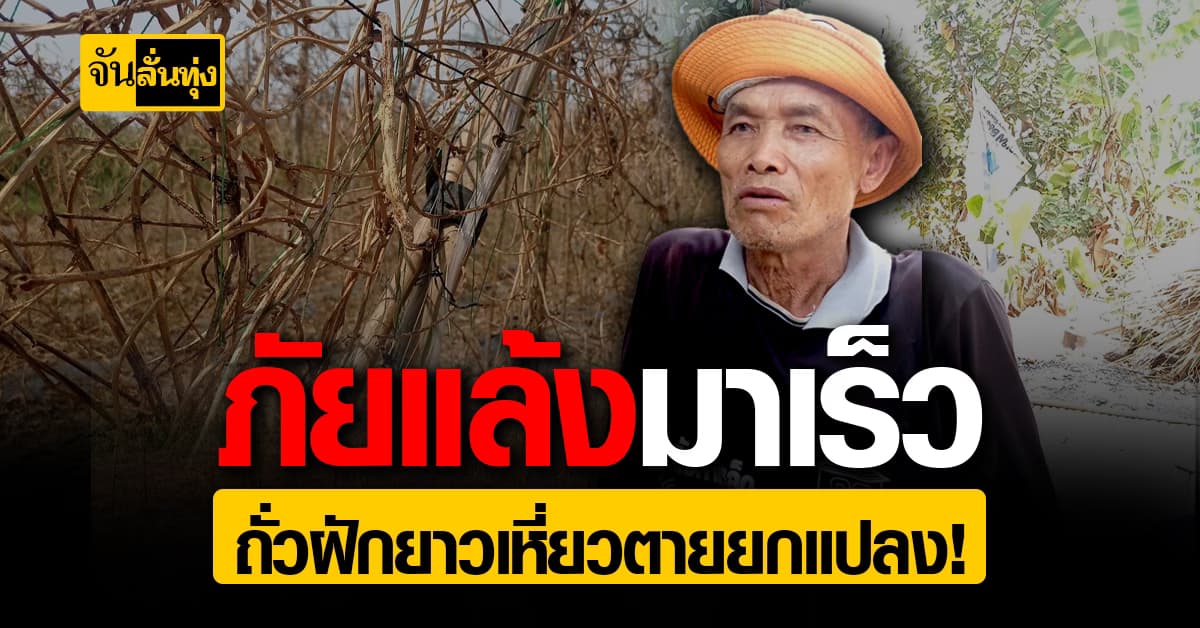 ภัยแล้งมาเร็ว ถั่วฝักยาวเหี่ยวตายยกแปลง!