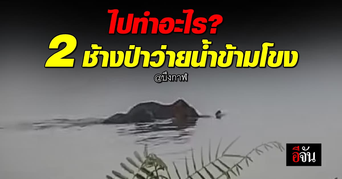 ทำไปทำไม? 2 ช้างป่า ว่ายน้ำข้ามโขง ไทย-ลาว