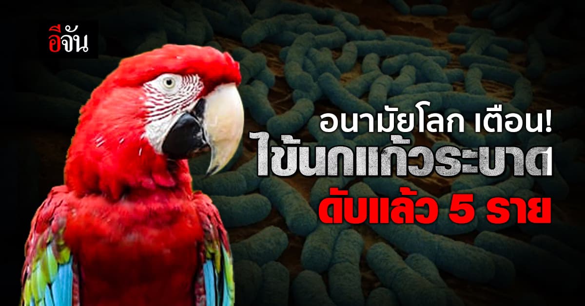 องค์การอนามัยโลก เตือน ไข้นกแก้วระบาดหนัก ในยุโรป ดับแล้ว 5 ราย