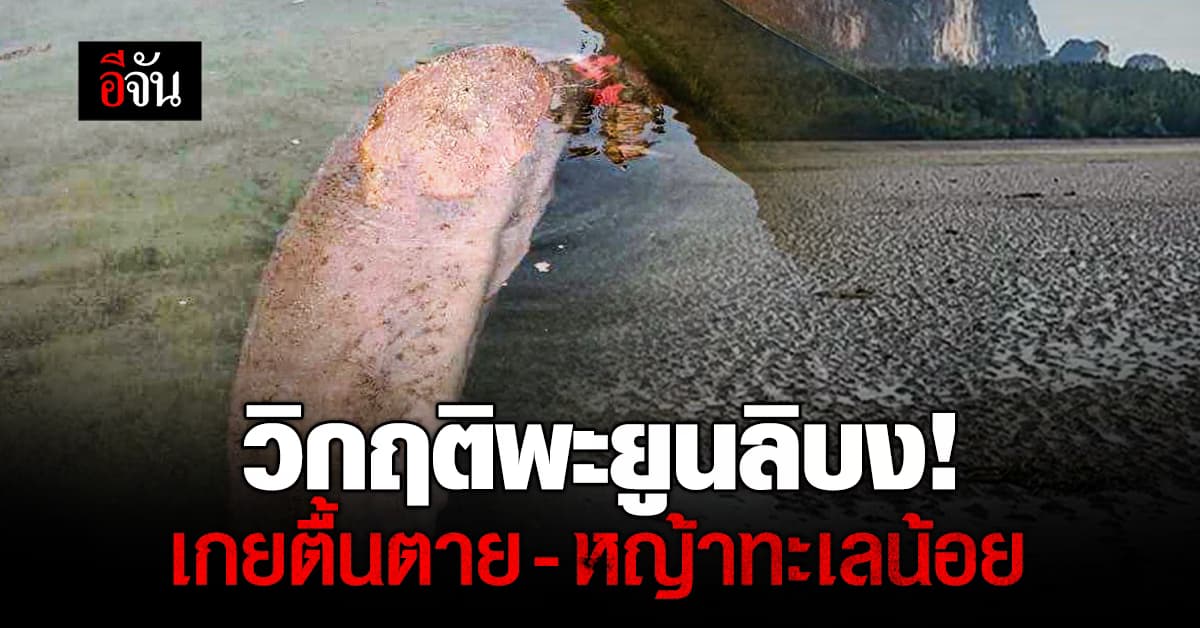 ชาวโซเชียลฮือ! วอนทุกคนให้ความสนใจ หลังพะยูนเกยตื้น สภาพซูบผอม